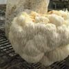 Lion’s Mane Mushroom Strain