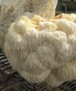 Lion’s Mane Mushroom Strain