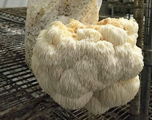 lion-maine (1) Lion’s Mane Mushroom Strain