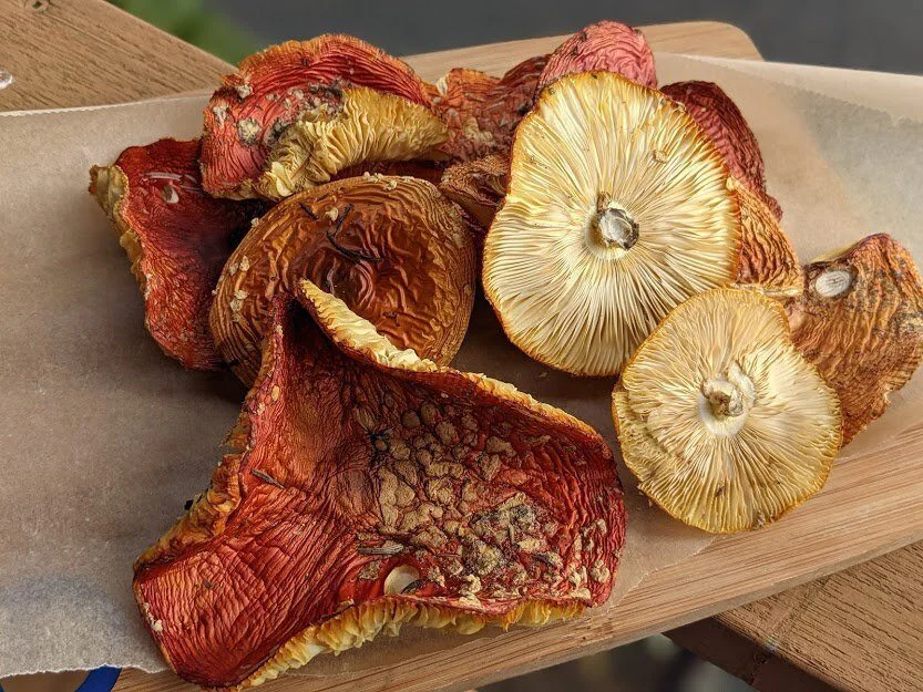 psychedelic mushroom uk
